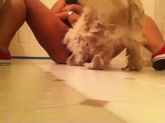 An amateur whore spread eagle on the ground with her legs spread wide while K9 licks her